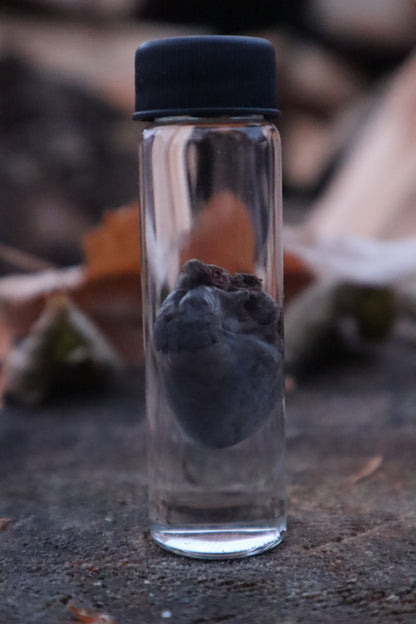 Kitten Heart Wet Specimen