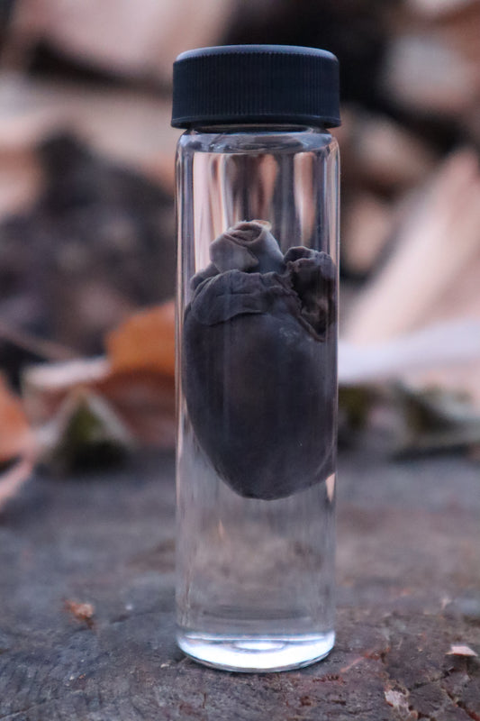 Raccoon Heart Wet Specimen