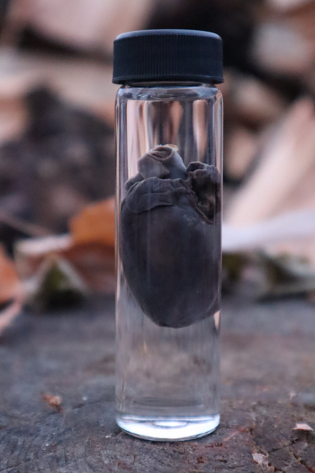 Raccoon Heart Wet Specimen