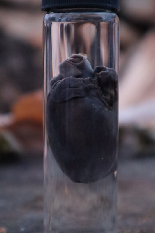 Raccoon Heart Wet Specimen