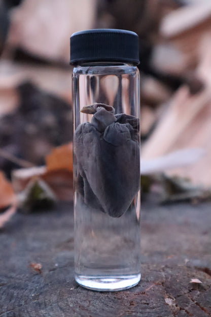 Raccoon Heart Wet Specimen