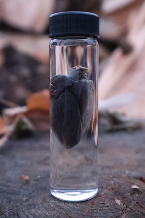 Raccoon Heart Wet Specimen