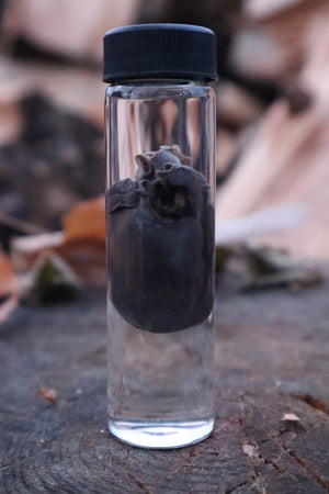 Raccoon Heart Wet Specimen