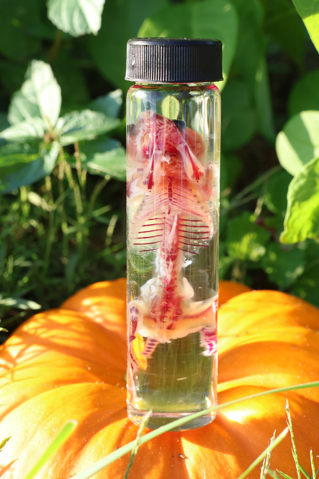 Diaphonized Hamster