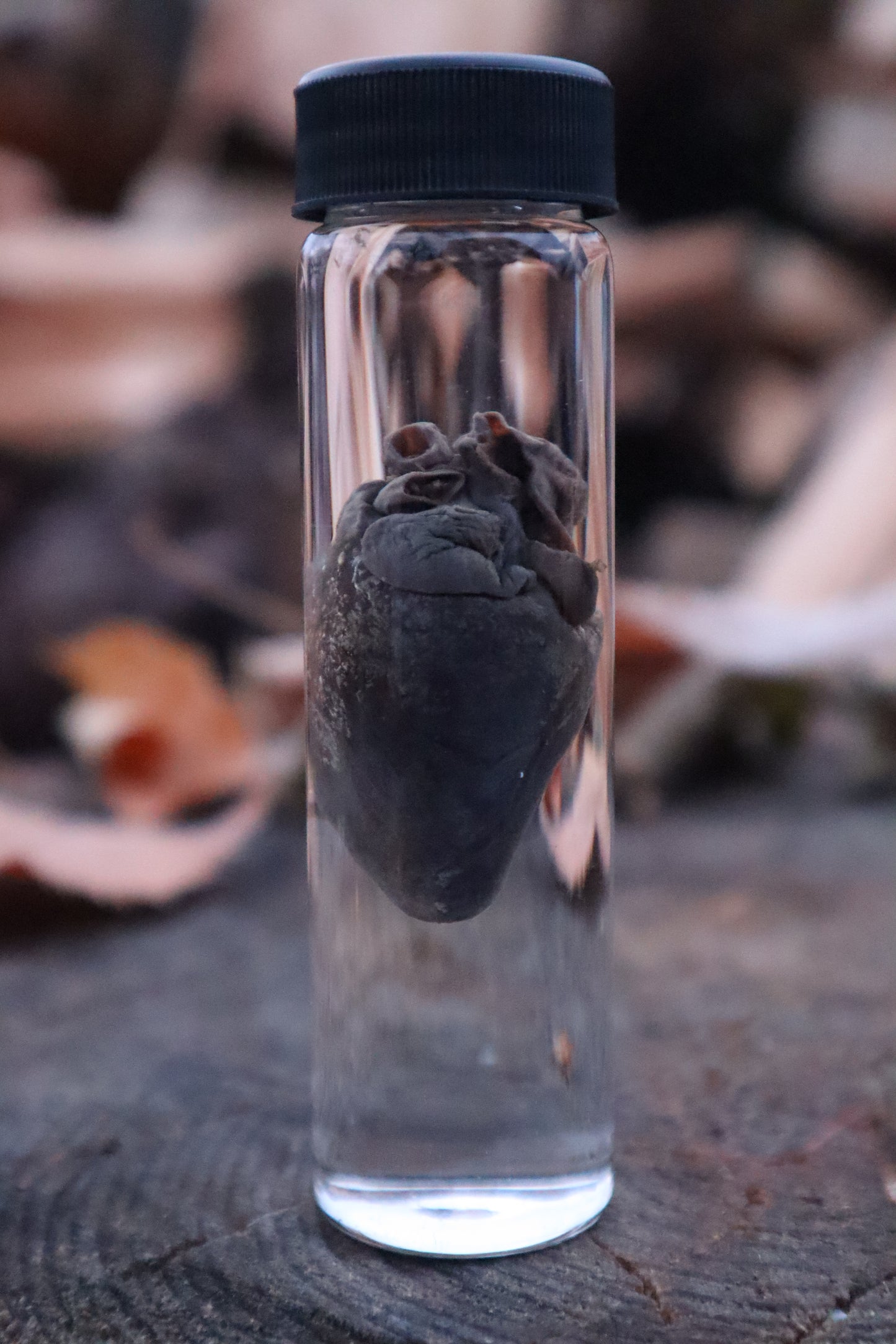 Raccoon Heart Wet Specimen