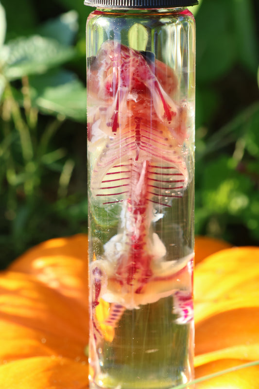Diaphonized Hamster