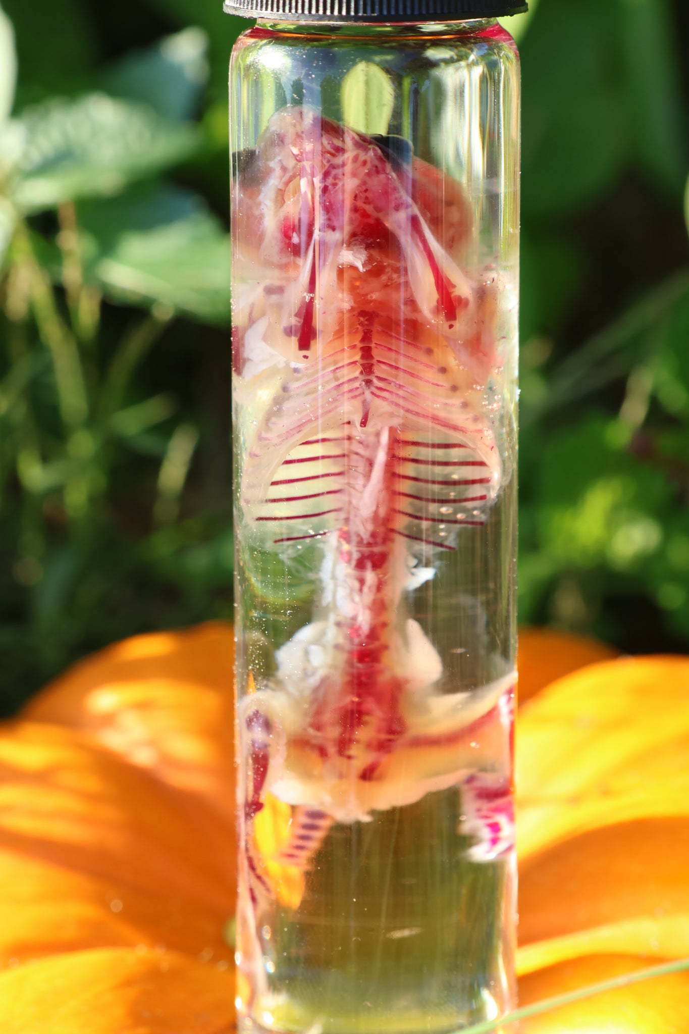 Diaphonized Hamster
