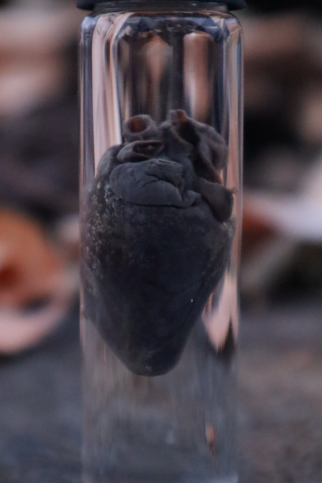 Raccoon Heart Wet Specimen