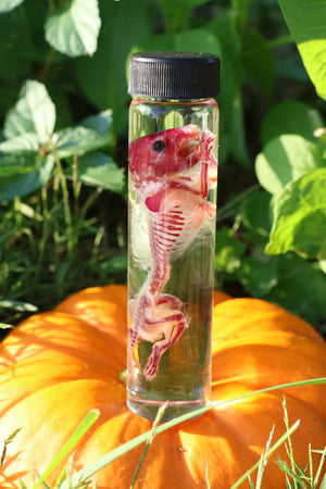 Diaphonized Hamster