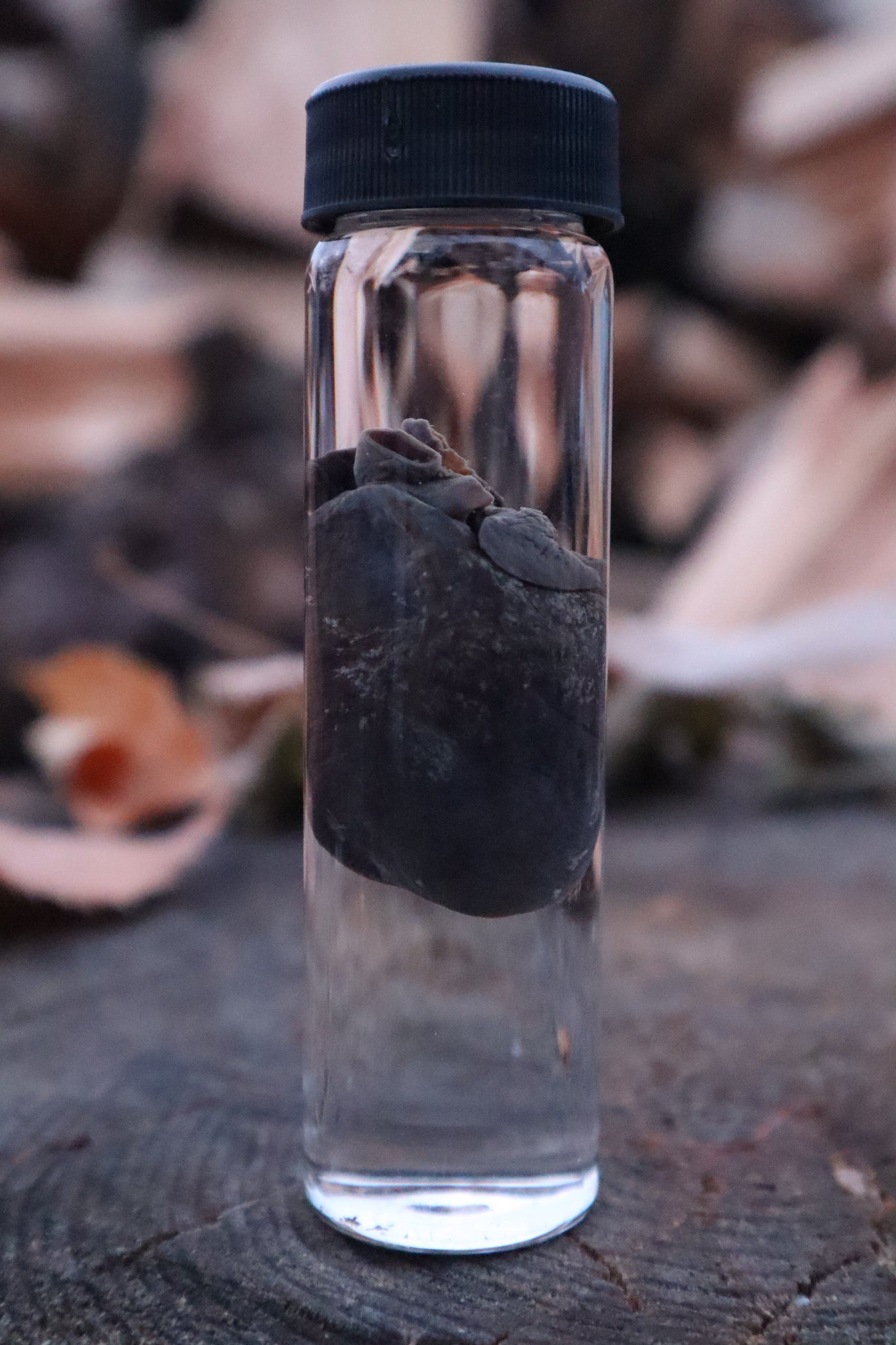 Raccoon Heart Wet Specimen