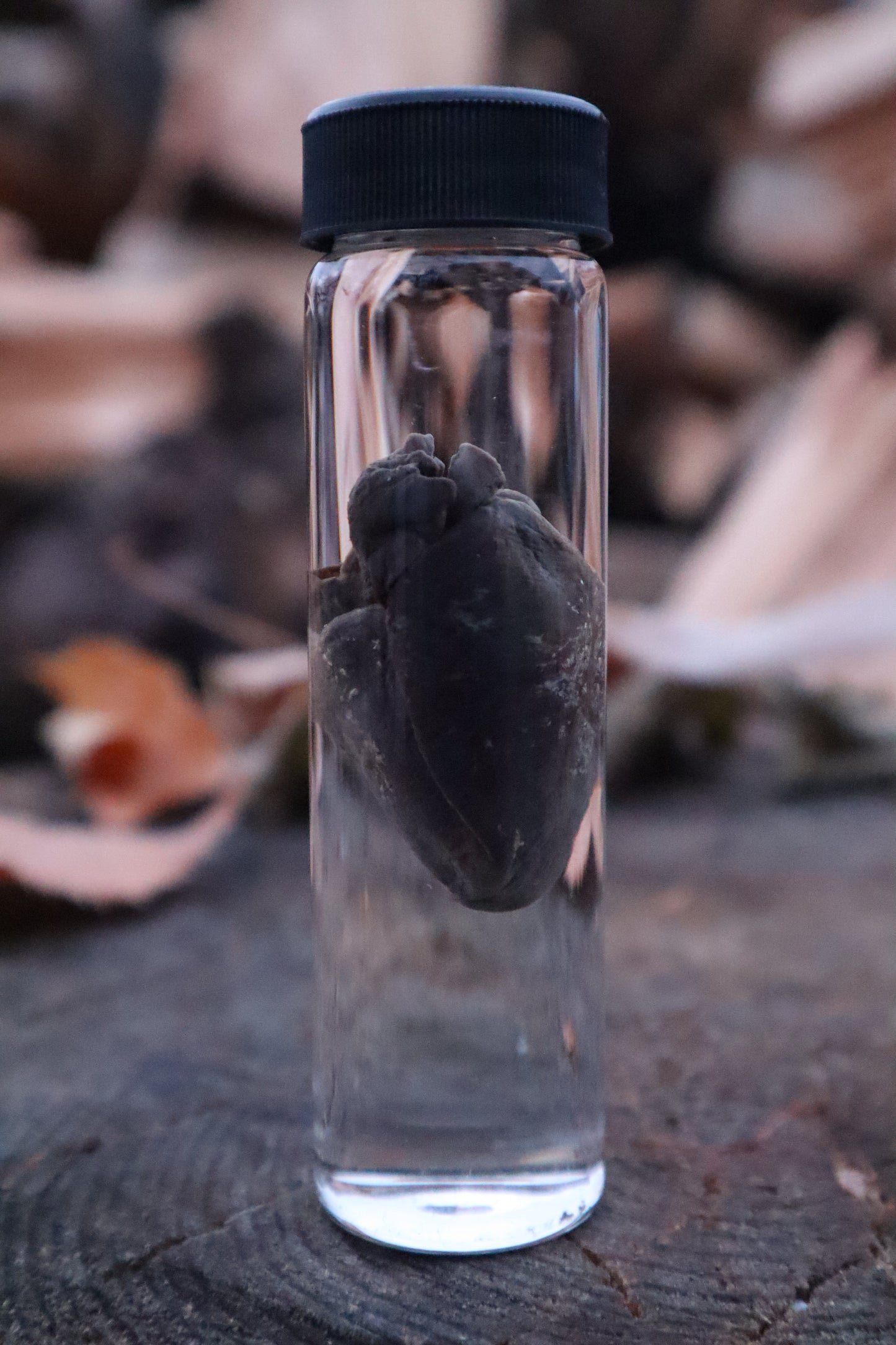Raccoon Heart Wet Specimen