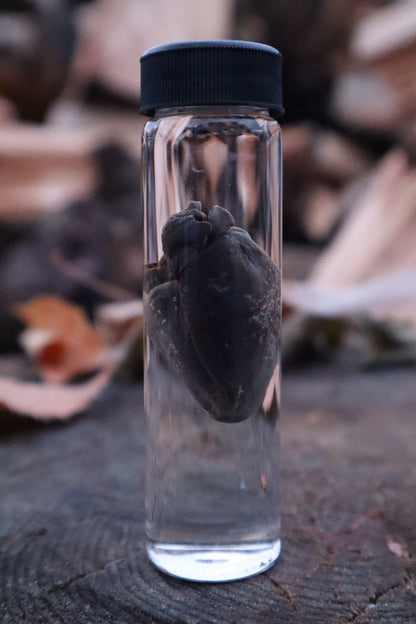 Raccoon Heart Wet Specimen