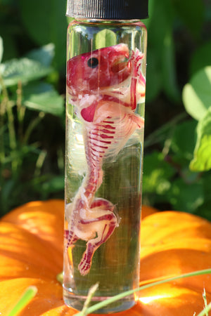 Diaphonized Hamster