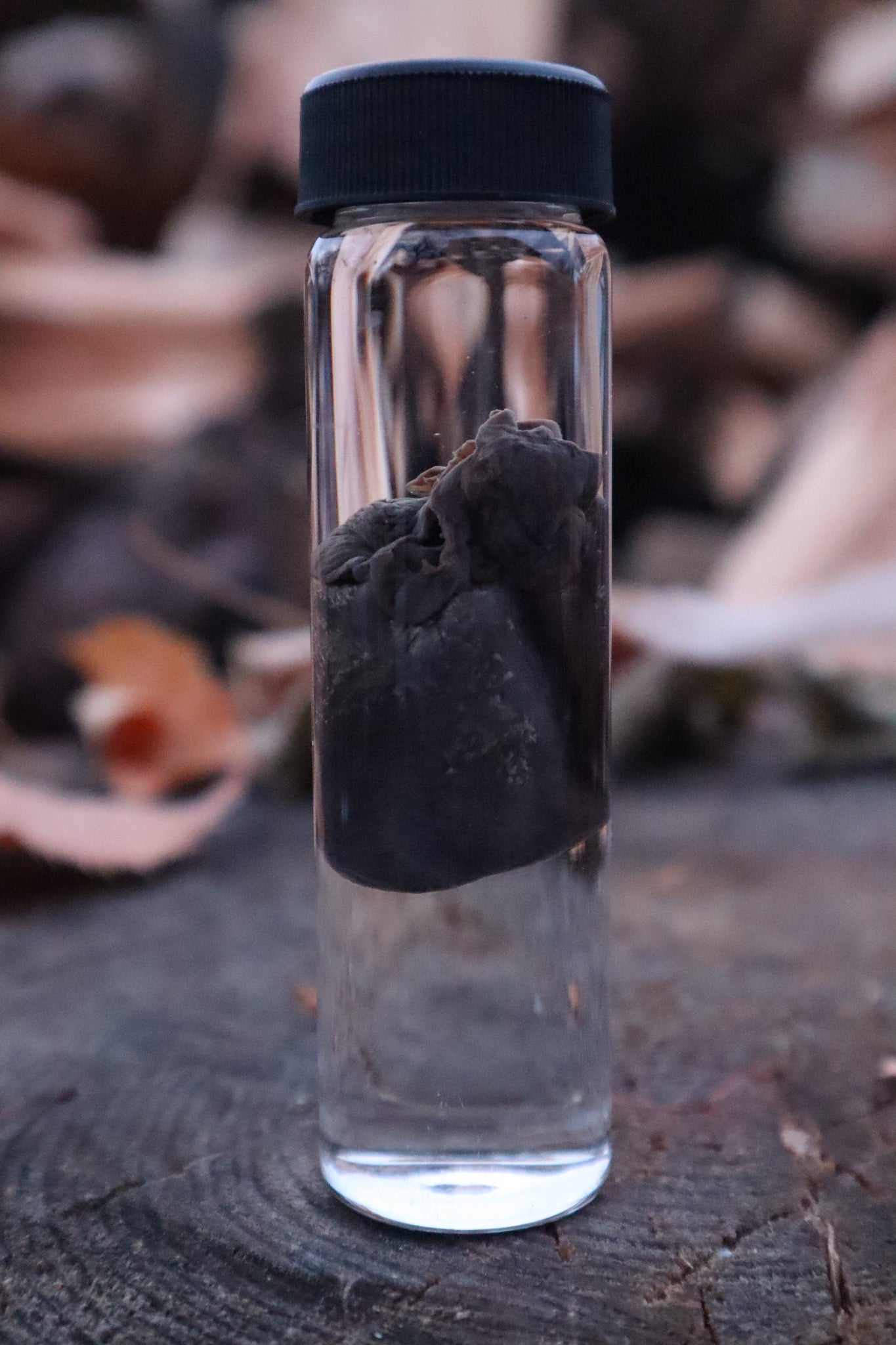 Raccoon Heart Wet Specimen