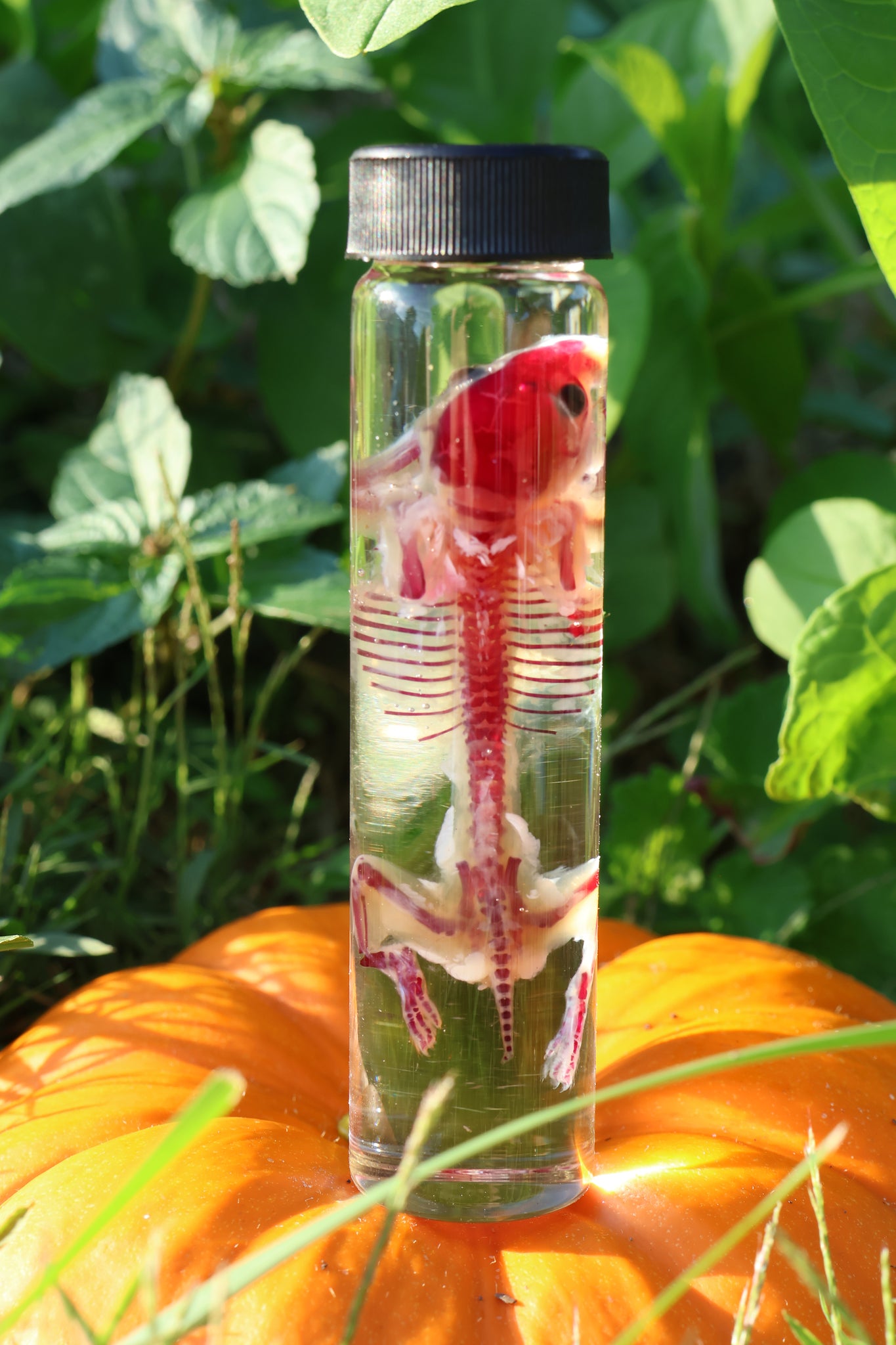 Diaphonized Hamster