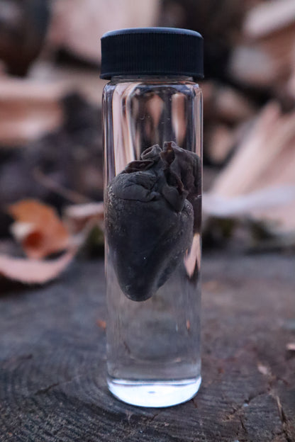 Raccoon Heart Wet Specimen