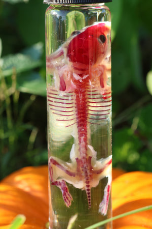 Diaphonized Hamster