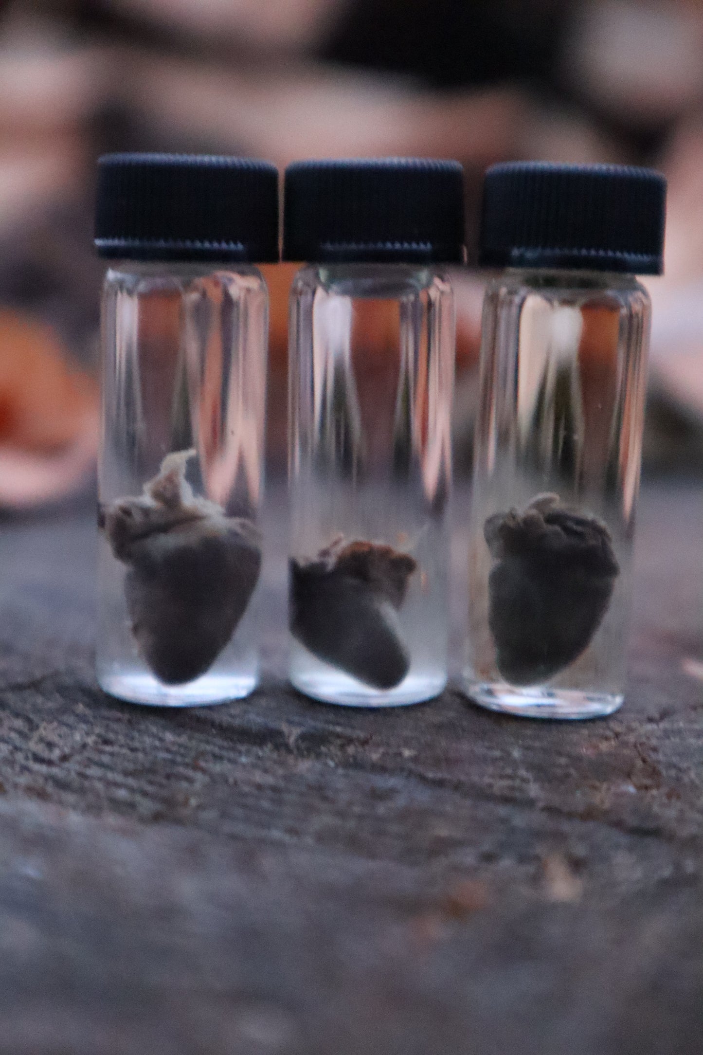 Parakeet Heart Wet Specimen