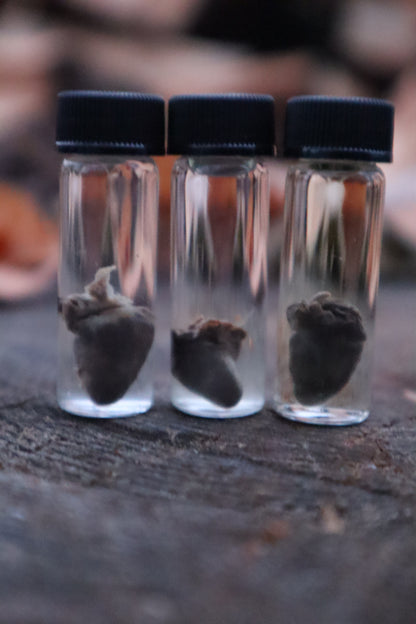 Parakeet Heart Wet Specimen