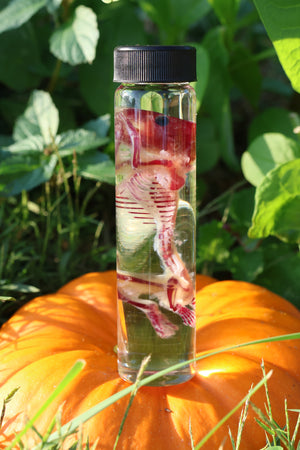 Diaphonized Hamster