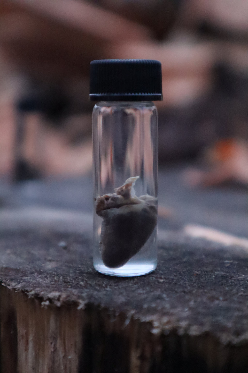 Parakeet Heart Wet Specimen
