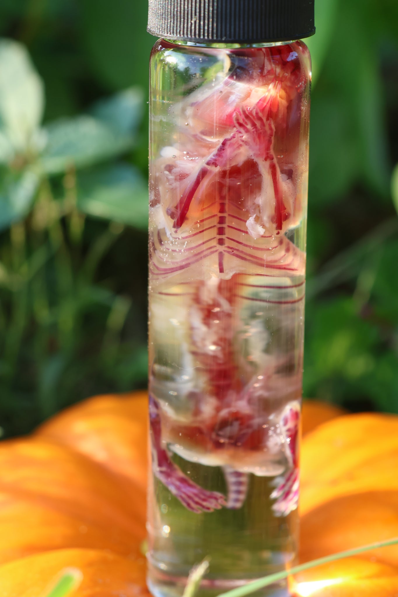 Diaphonized Hamster