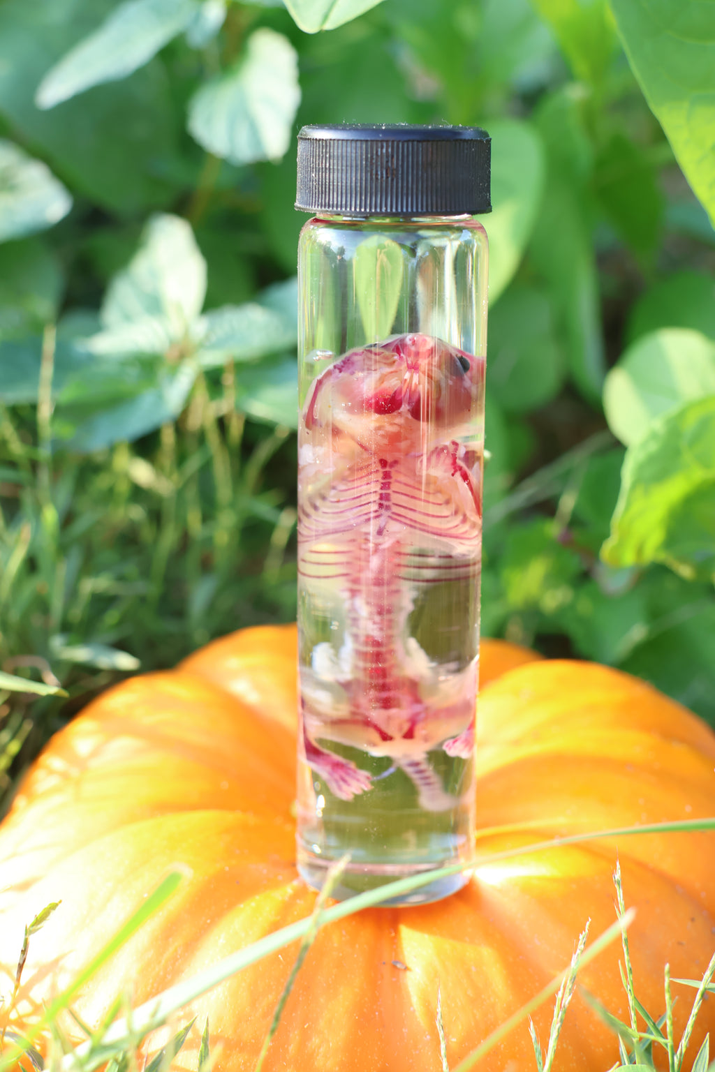 Diaphonized Hamster