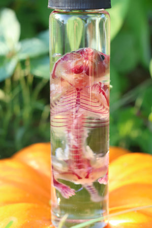 Diaphonized Hamster
