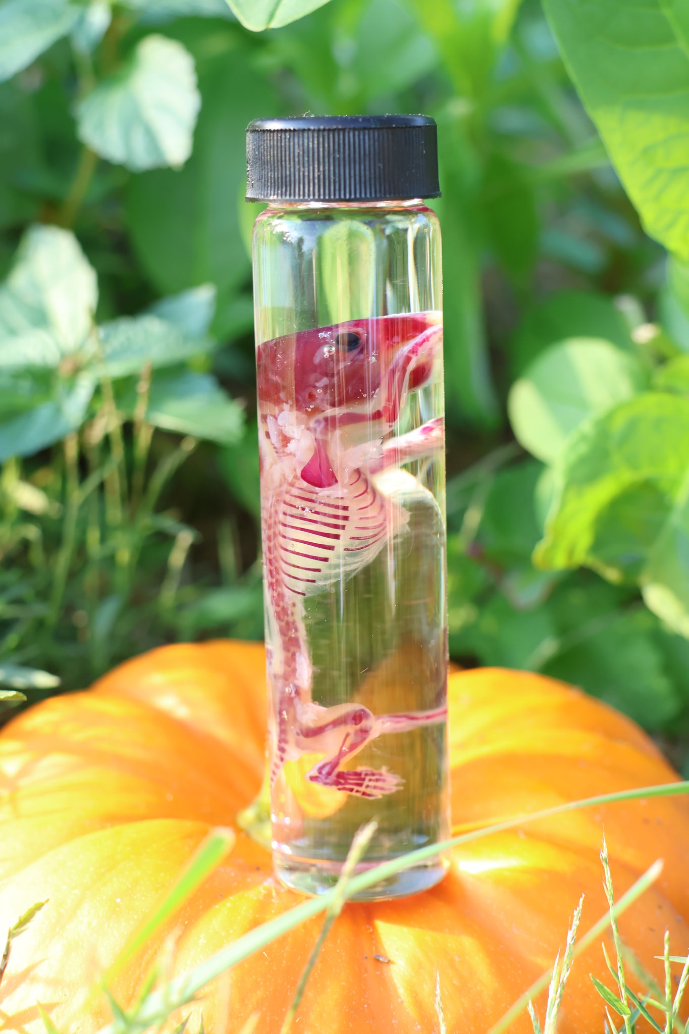 Diaphonized Hamster