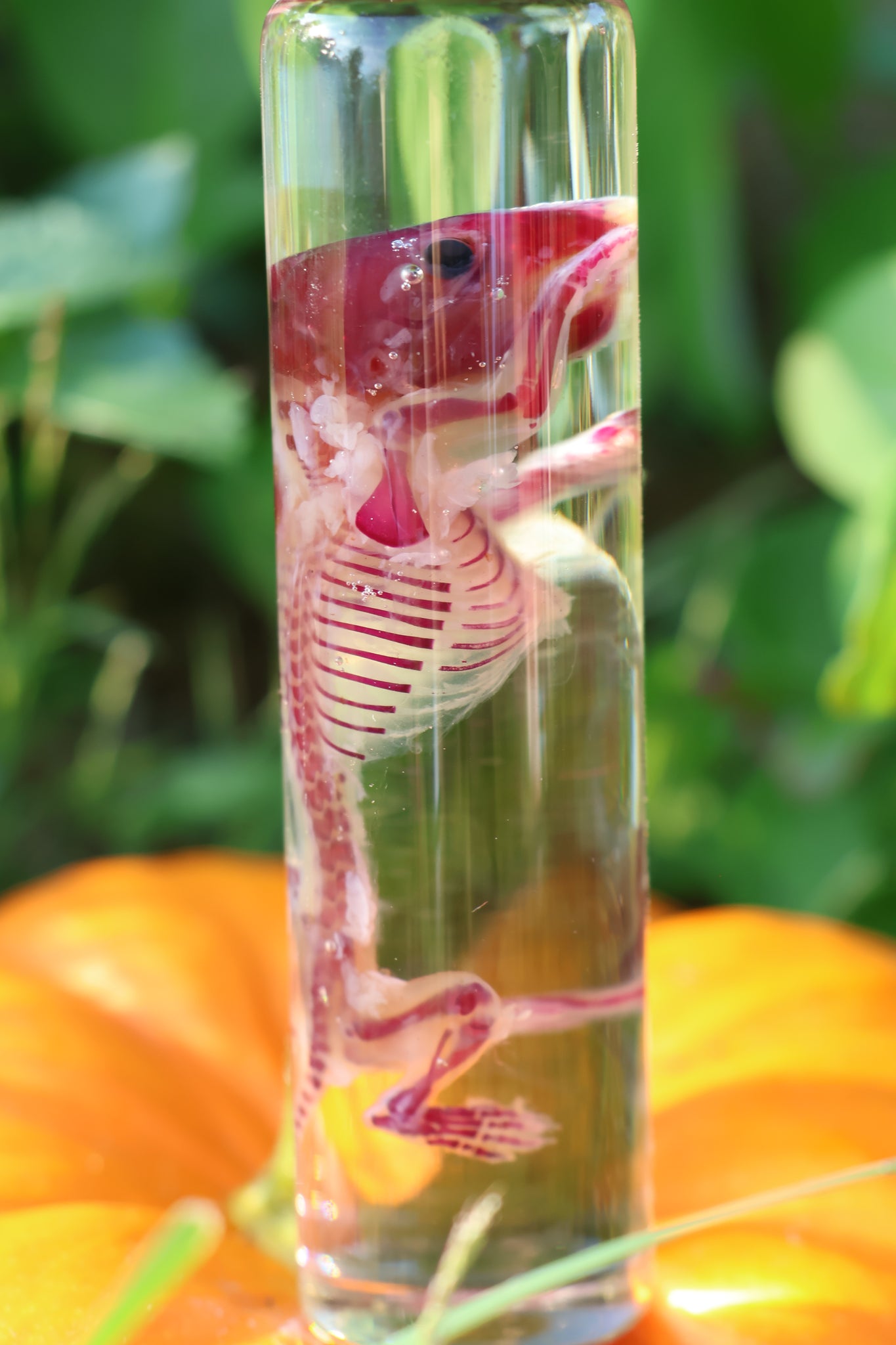 Diaphonized Hamster