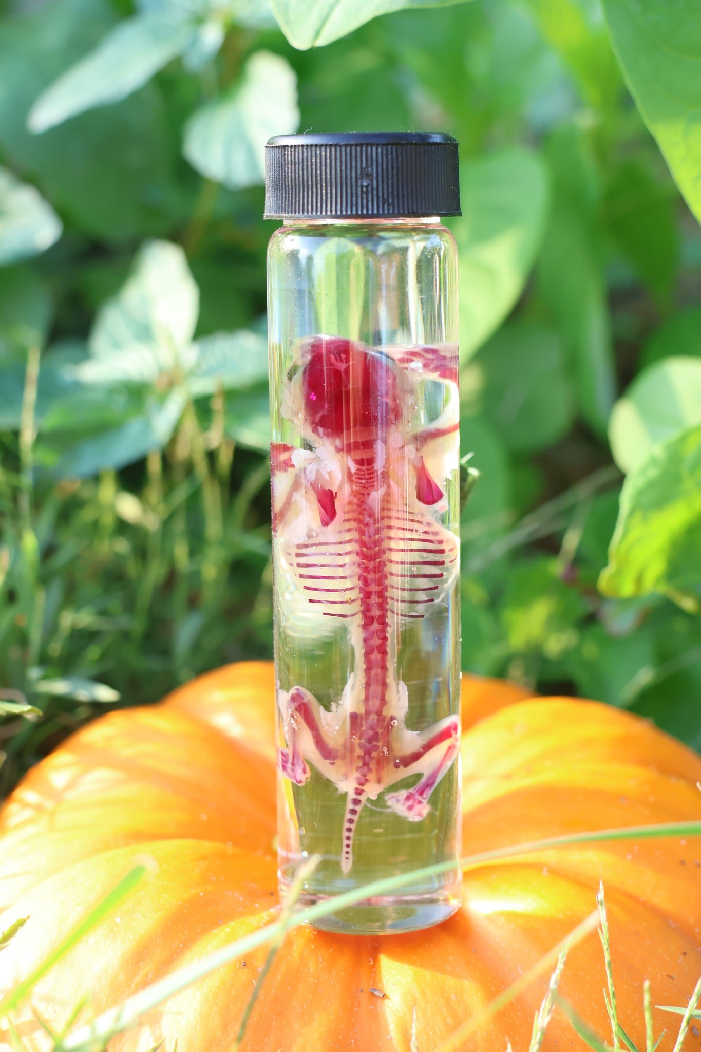 Diaphonized Hamster