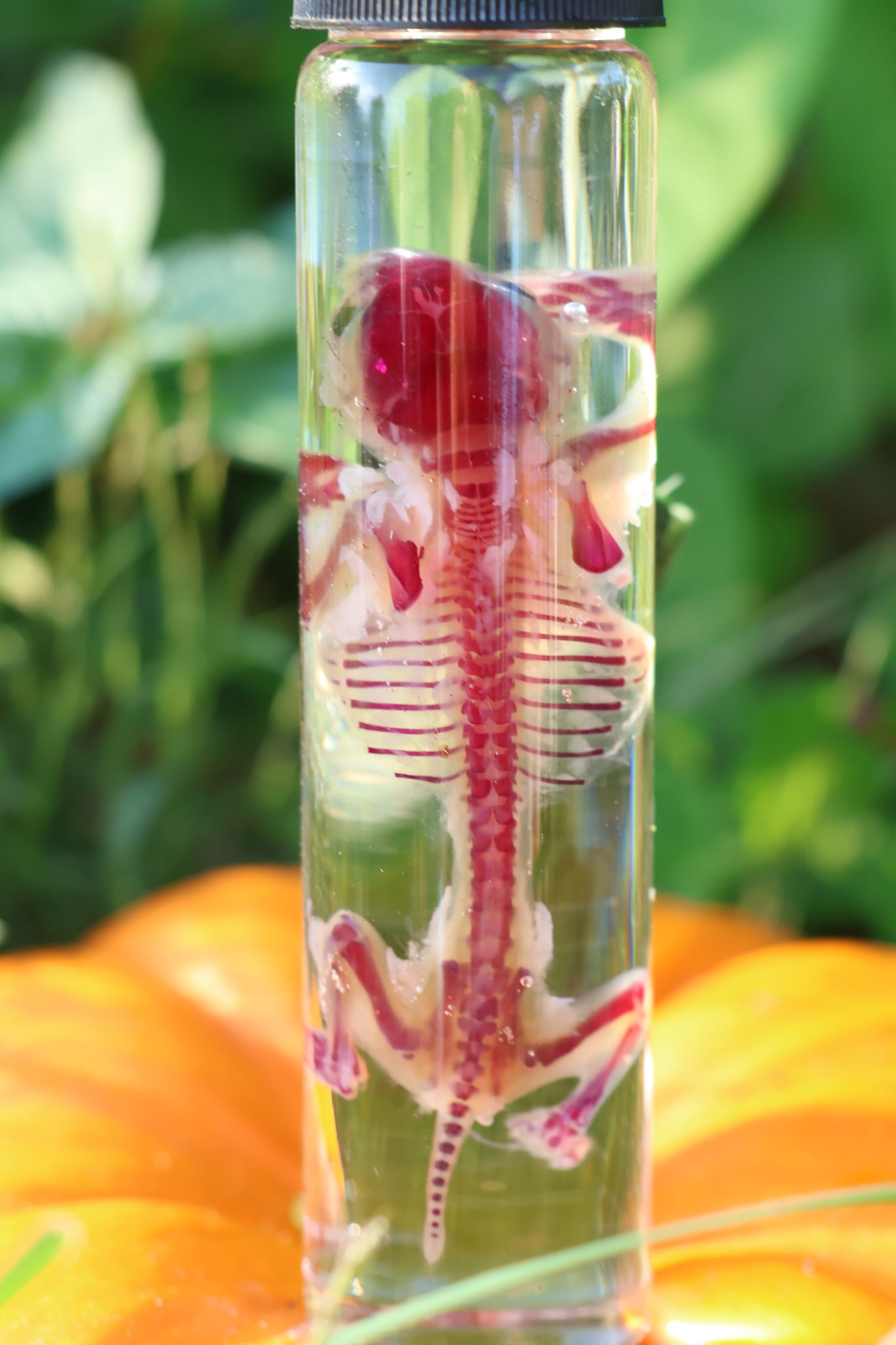Diaphonized Hamster