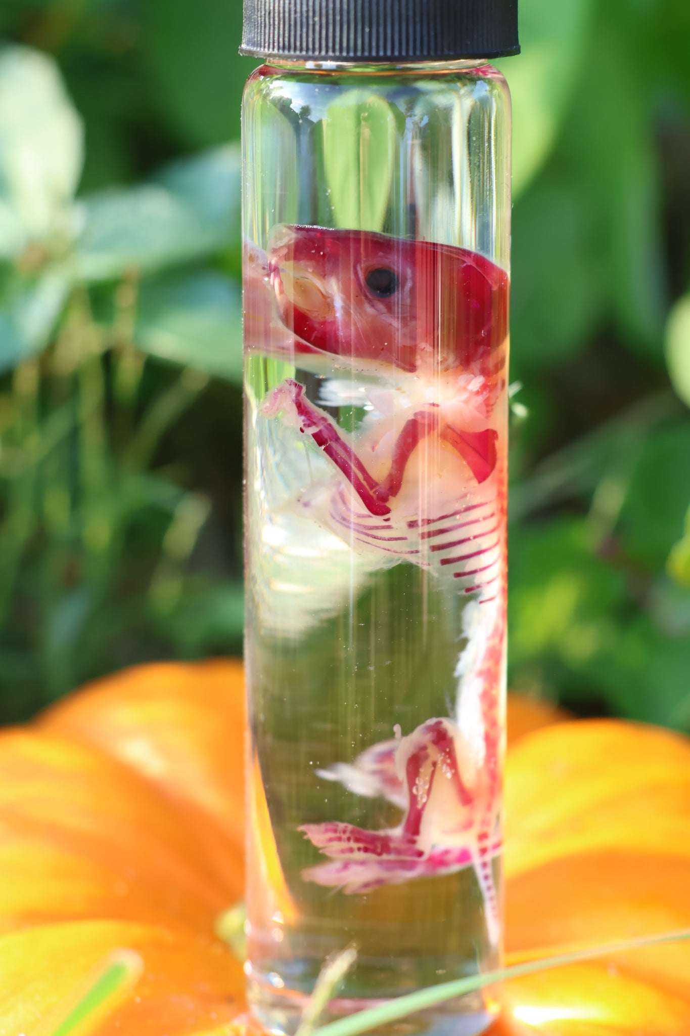 Diaphonized Hamster