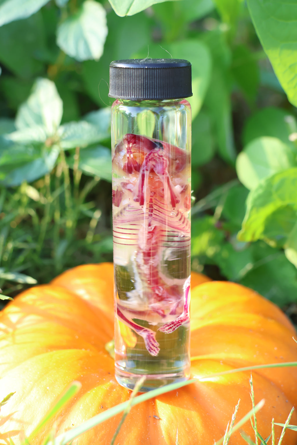 Diaphonized Hamster
