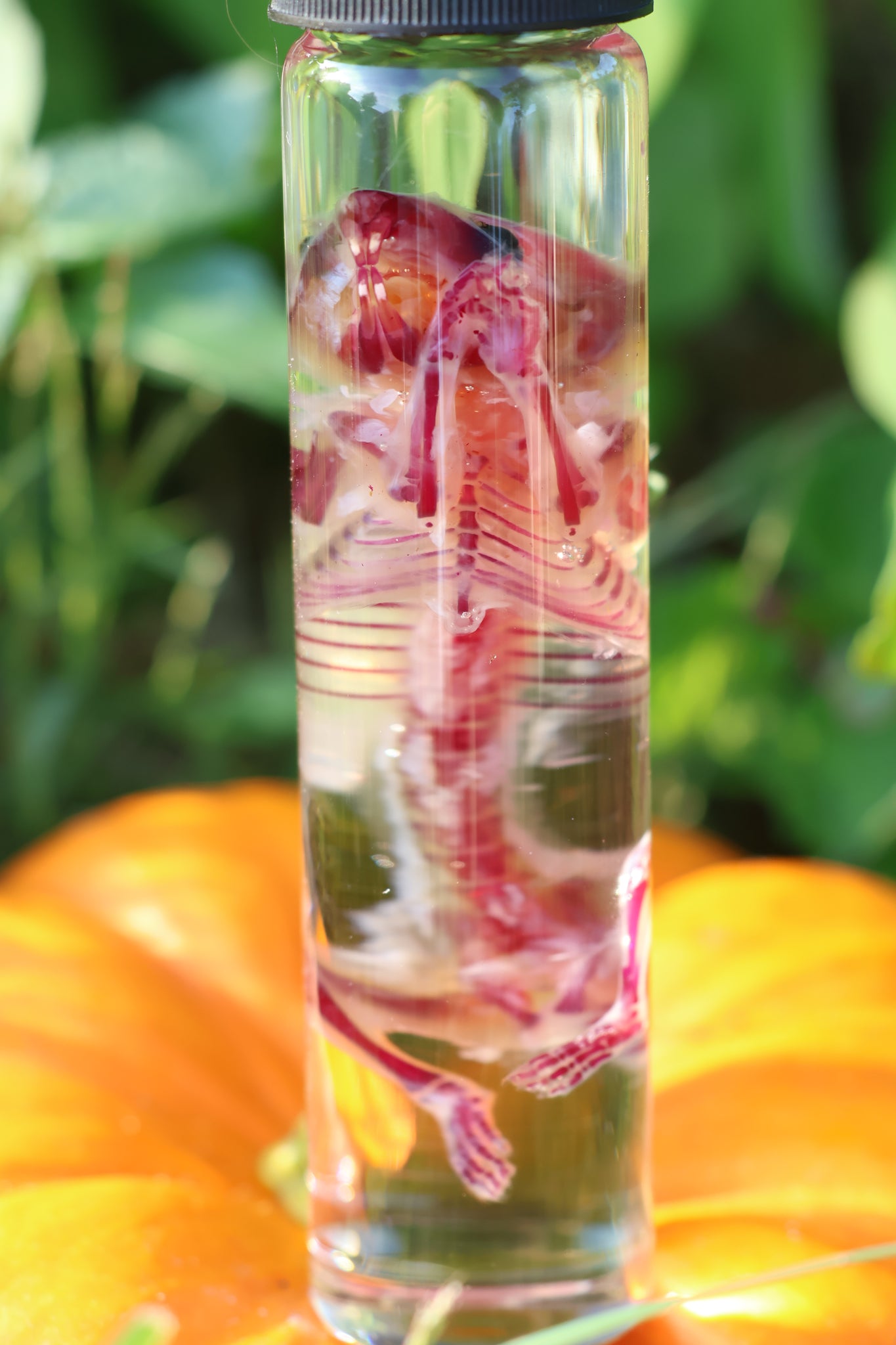 Diaphonized Hamster