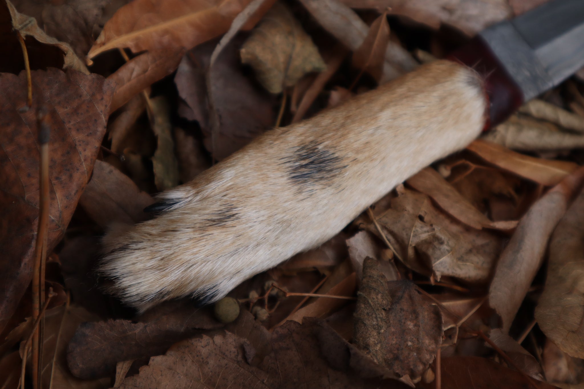 Spotted Damascus Coyote Paw Knife