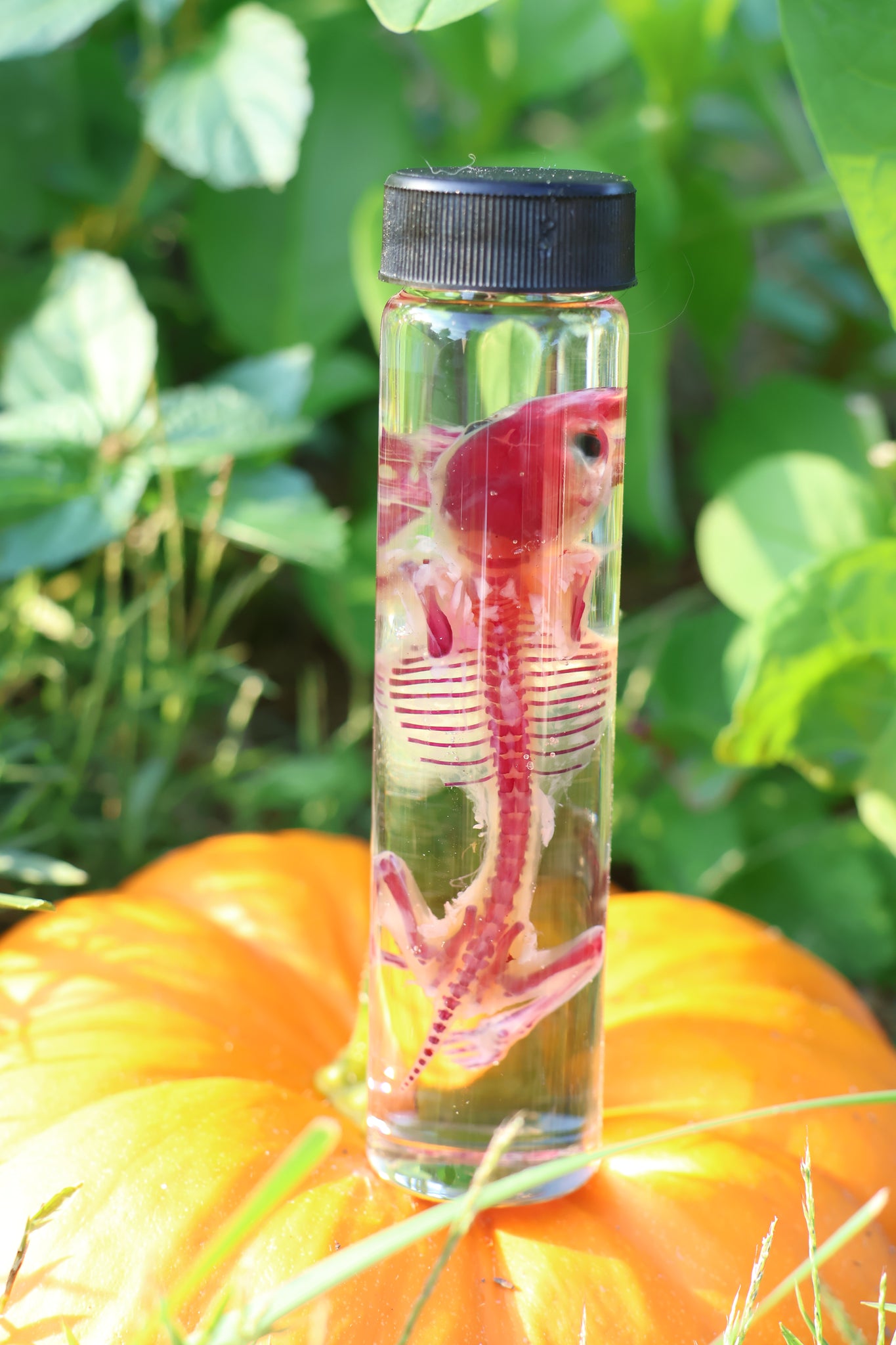 Diaphonized Hamster