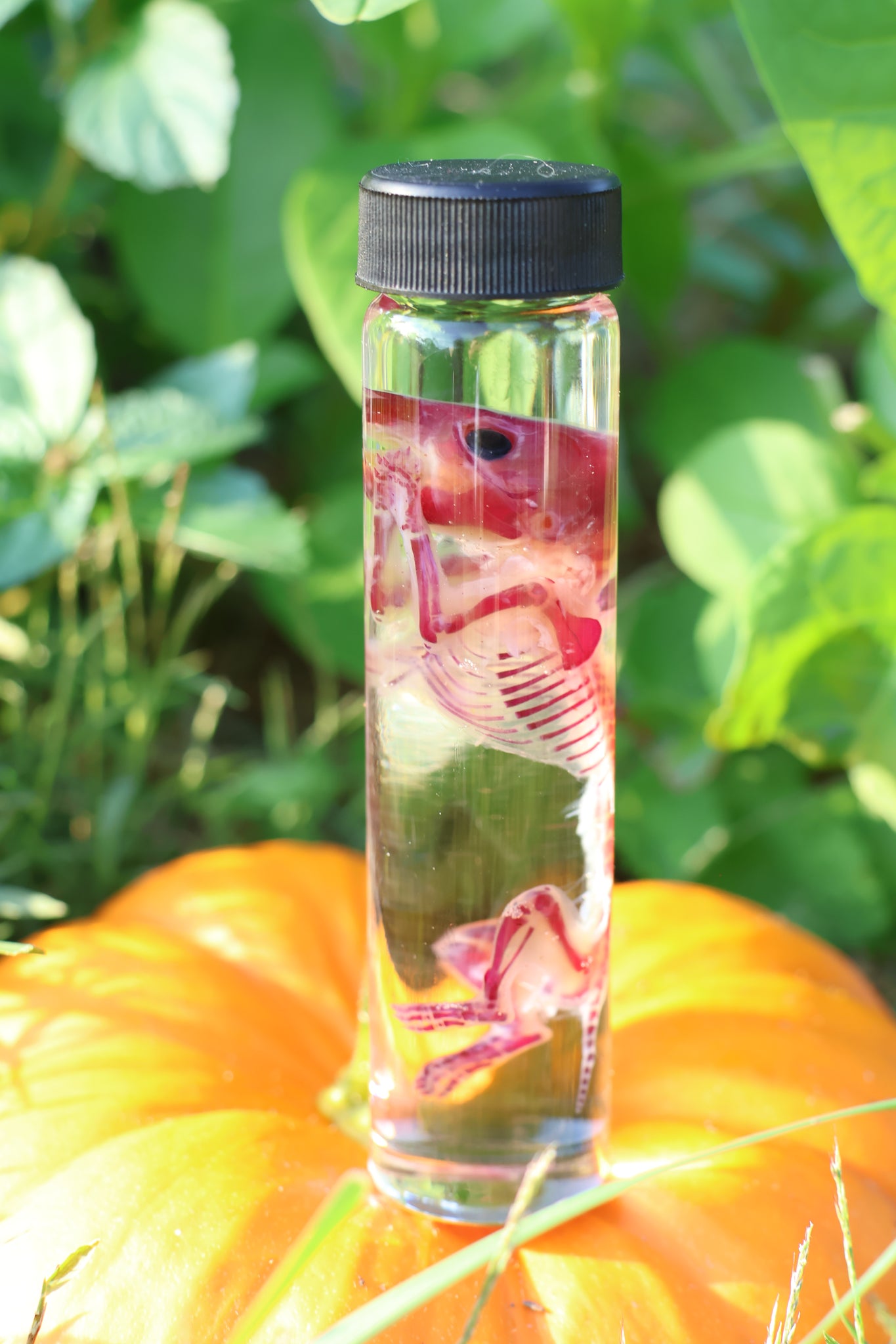 Diaphonized Hamster