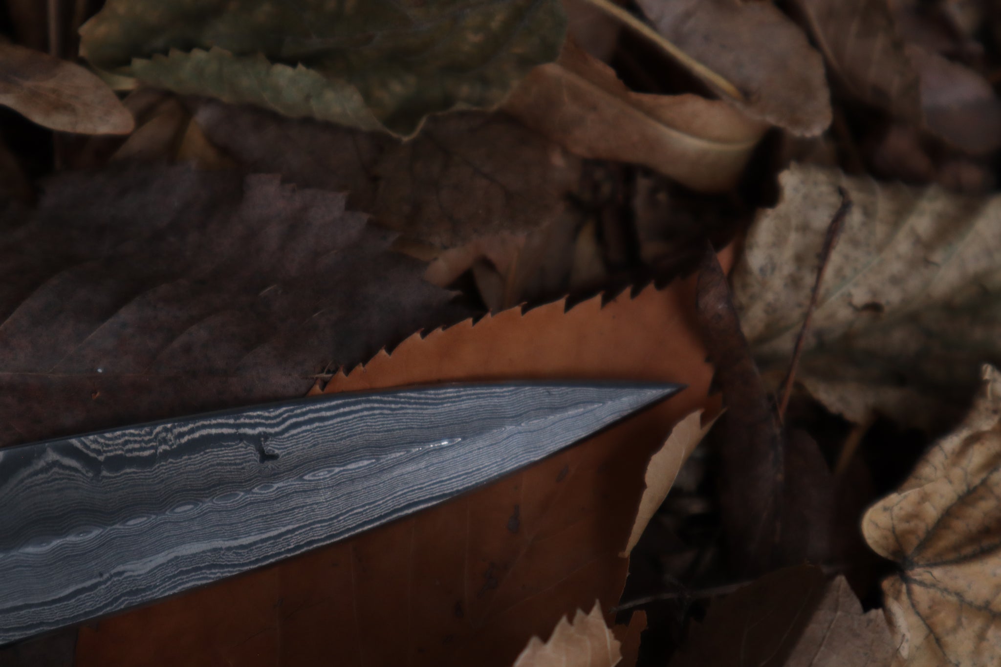 Spotted Damascus Coyote Paw Knife