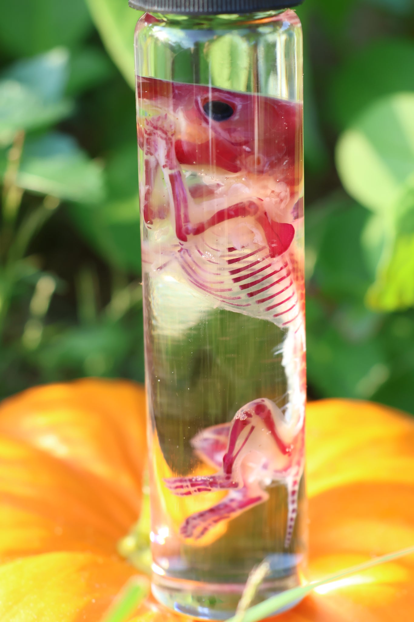 Diaphonized Hamster