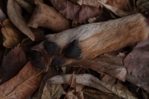 Spotted Damascus Coyote Paw Knife