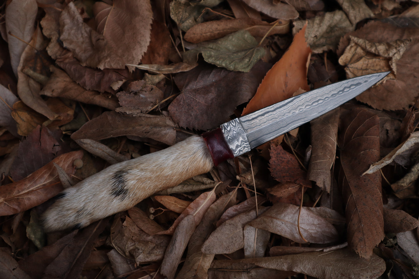 Spotted Damascus Coyote Paw Knife
