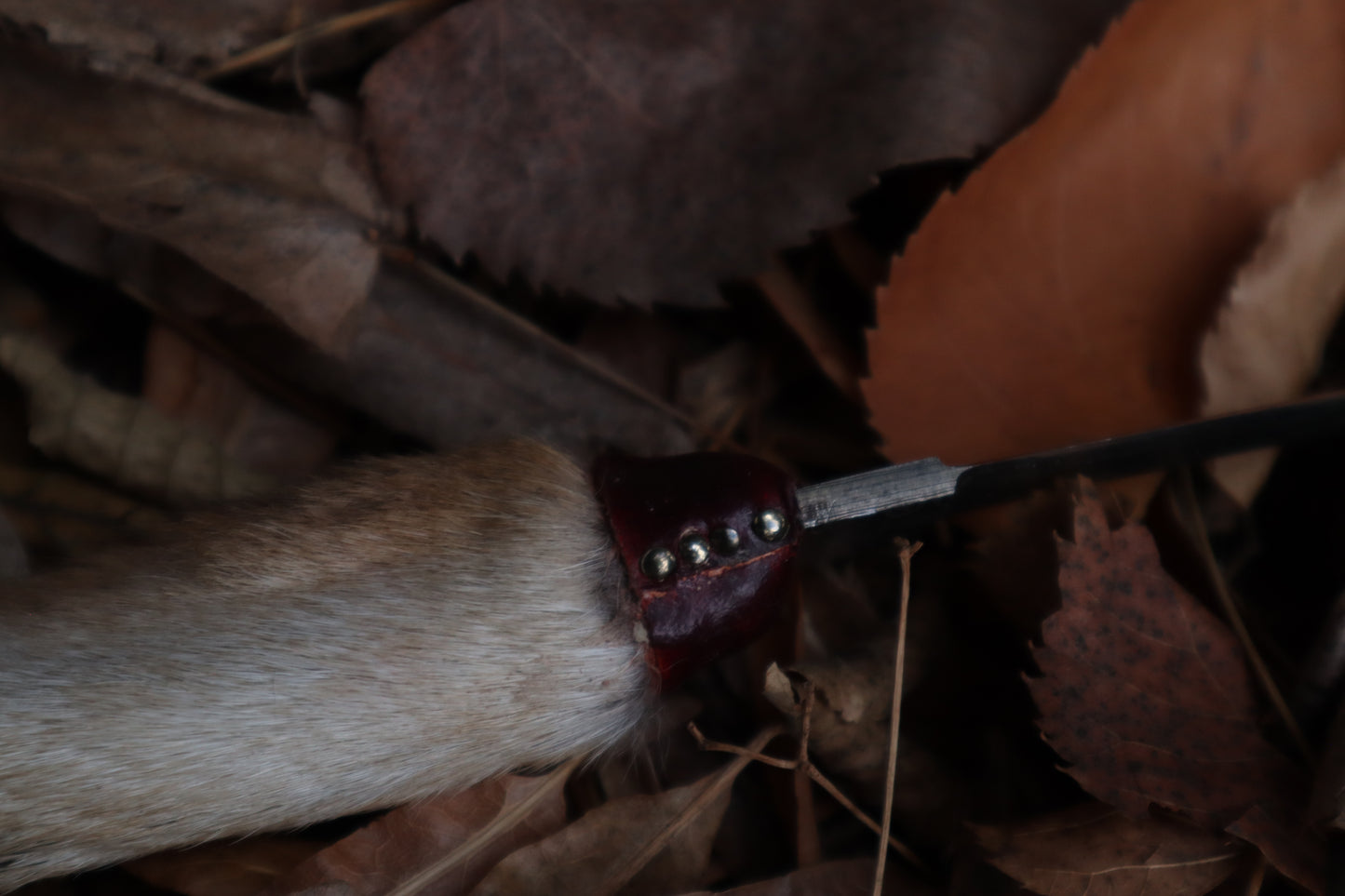 Spotted Damascus Coyote Paw Knife