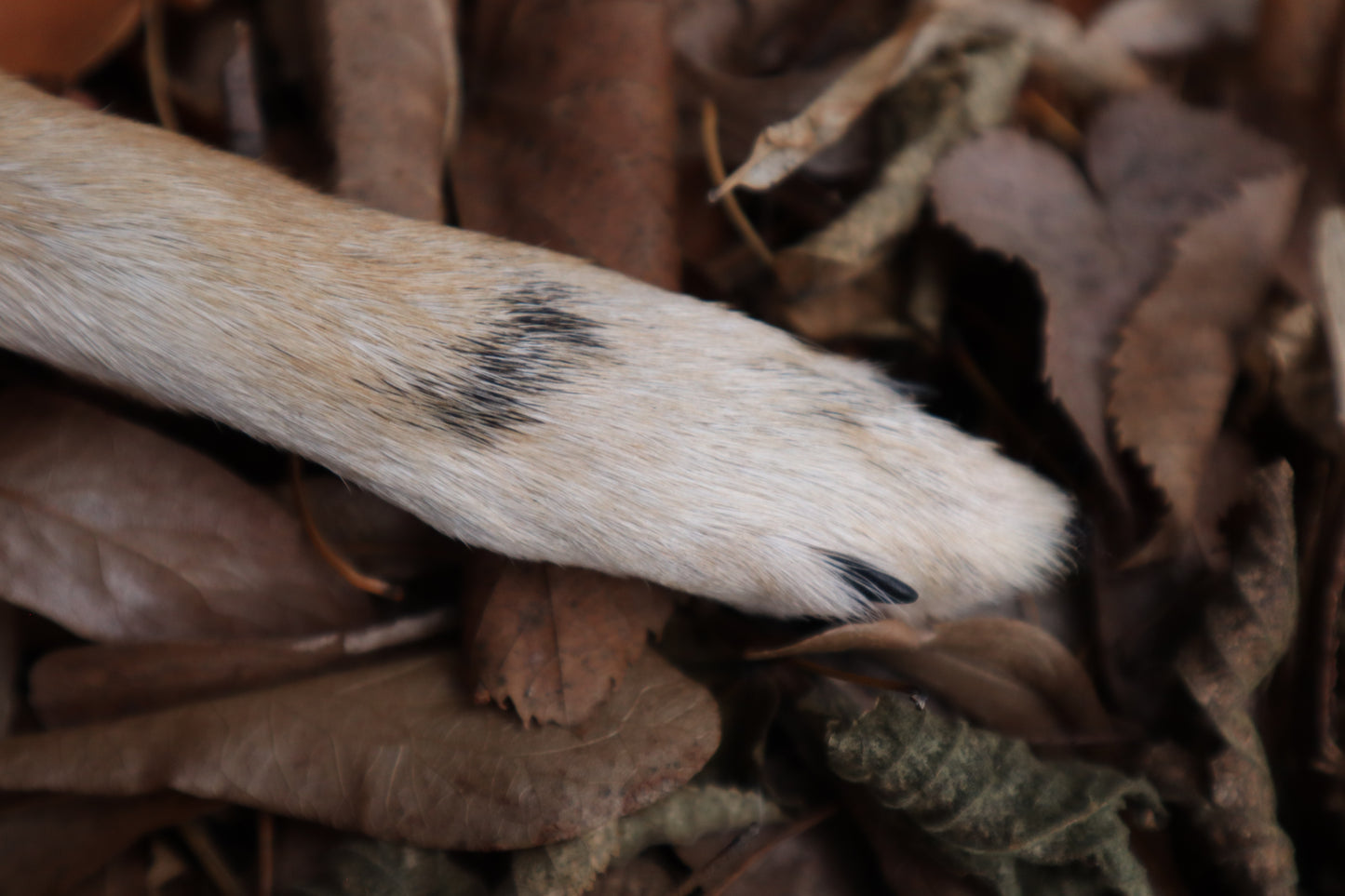 Spotted Damascus Coyote Paw Knife