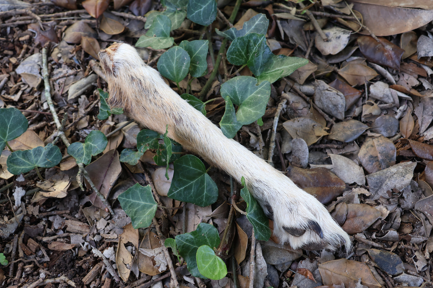 Dry Preserved Coyote Paw