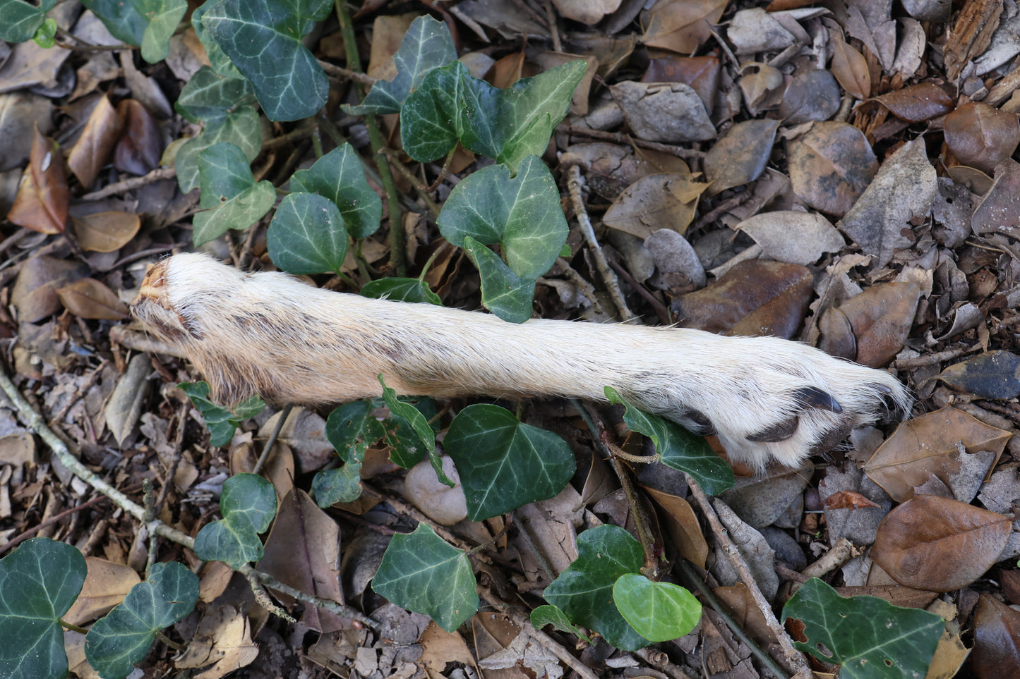 Dry Preserved Coyote Paw