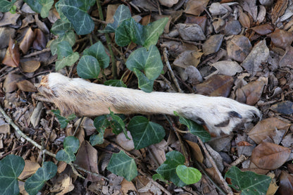 Dry Preserved Coyote Paw