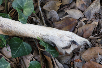 Dry Preserved Coyote Paw