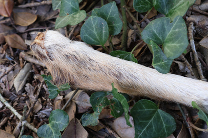 Dry Preserved Coyote Paw