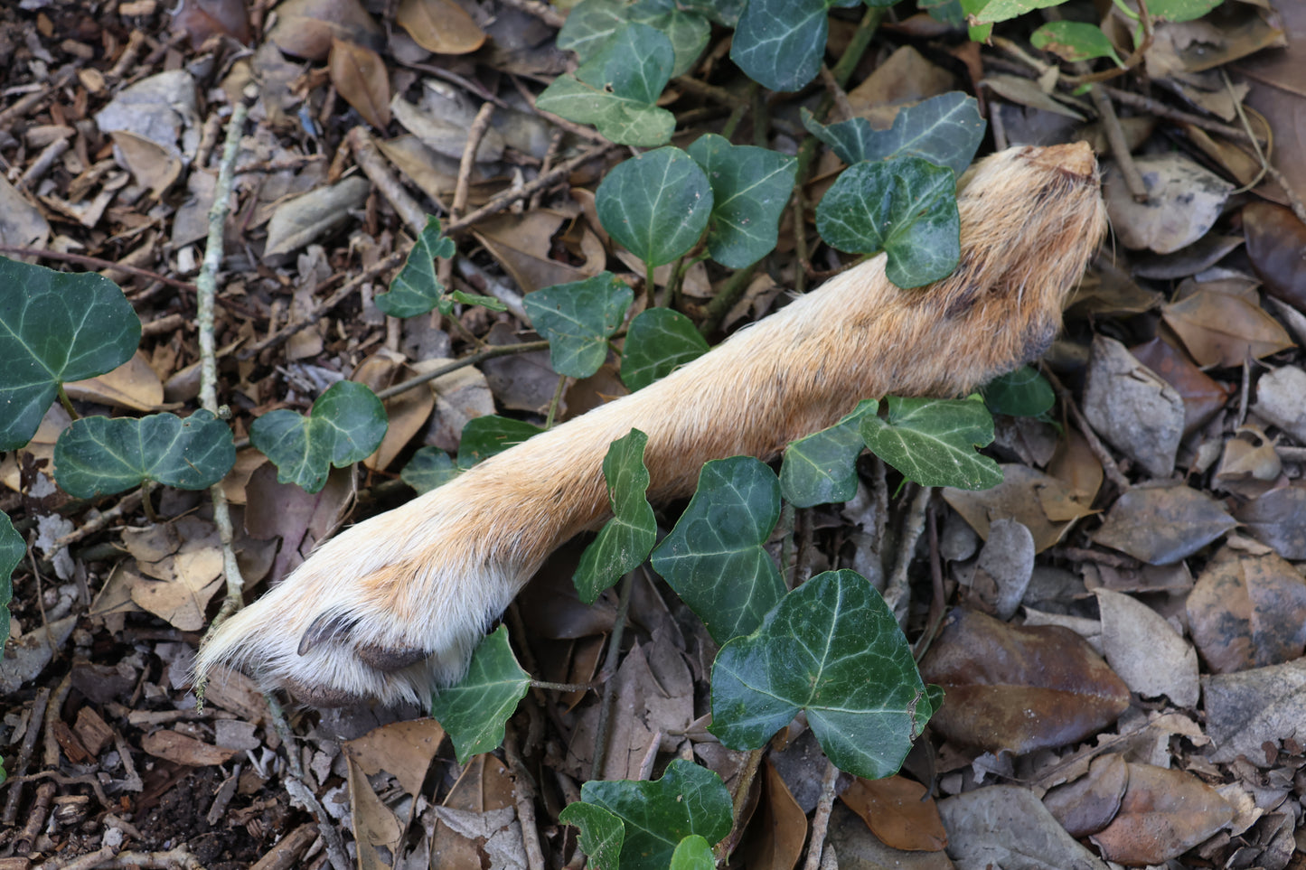 Dry Preserved Coyote Paw